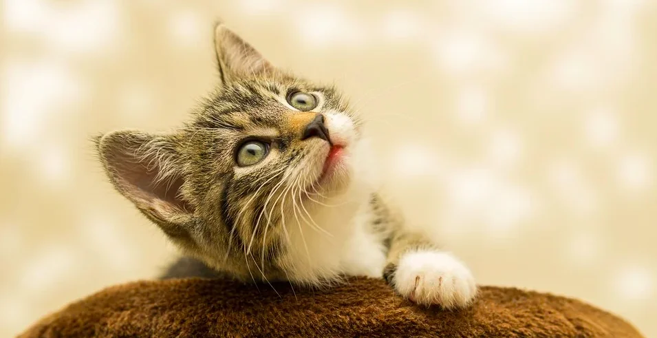 Gatti, toccasana per i bimbi autistici